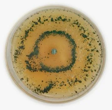 Bioinsumos em laboratório · 03 — Registro de cultura em placa de Petri.